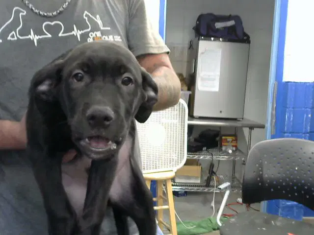 Pluto - Labrador Retriever