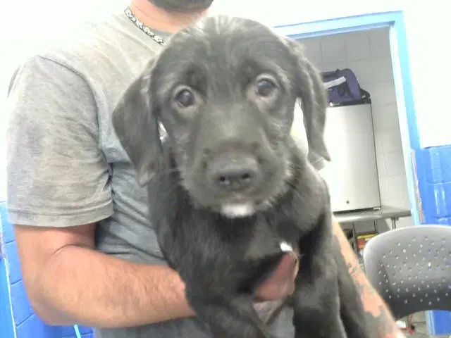 Artemis - Labrador Retriever