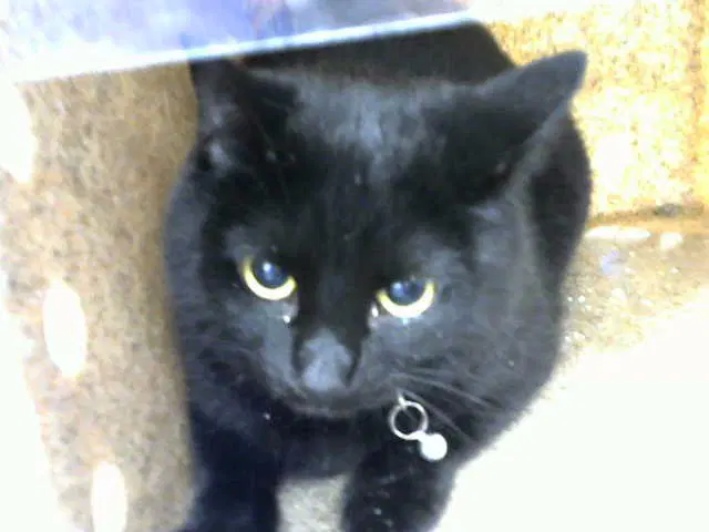 Sammie - Domestic Short Hair