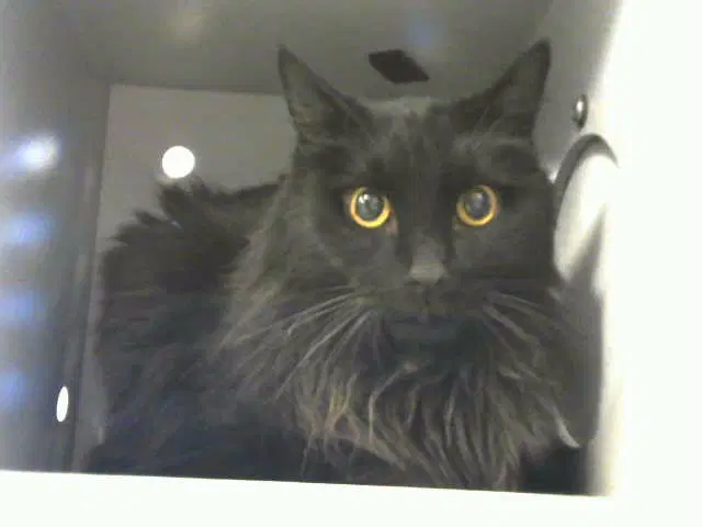 Peaberry - Domestic Medium Hair