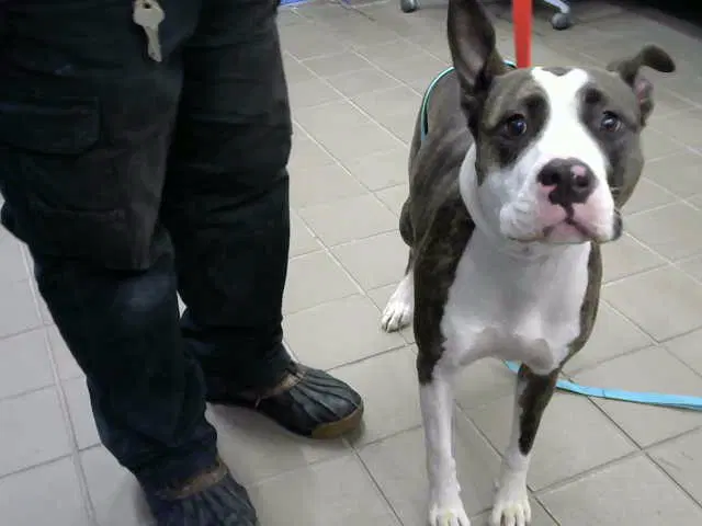 Pumpkin - American Pit Bull Terrier