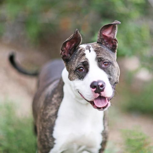 PUMPKIN, a dog for adoption from Albuquerque Animal Services - Eastside