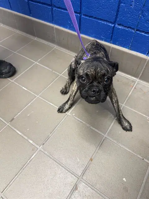 Pierre - Pug