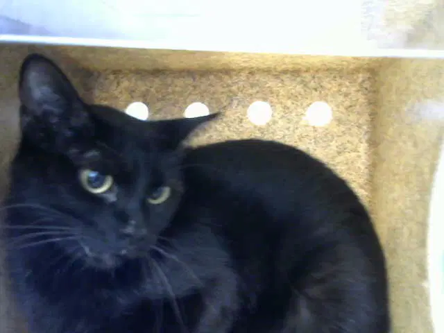 Misty - Domestic Short Hair
