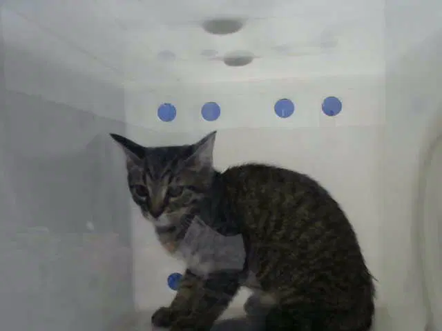 Daffy - Domestic Short Hair