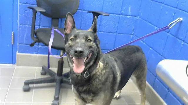 Camila - Belgian Shepherd Malinois