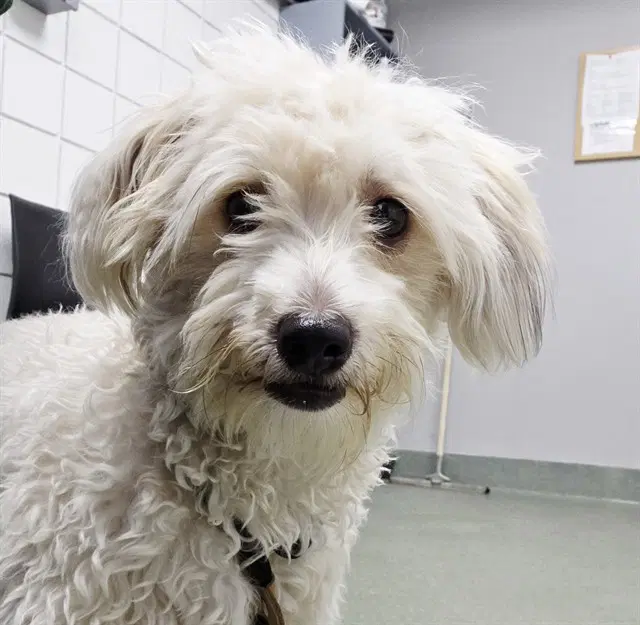 Jax - Poodle (Miniature)