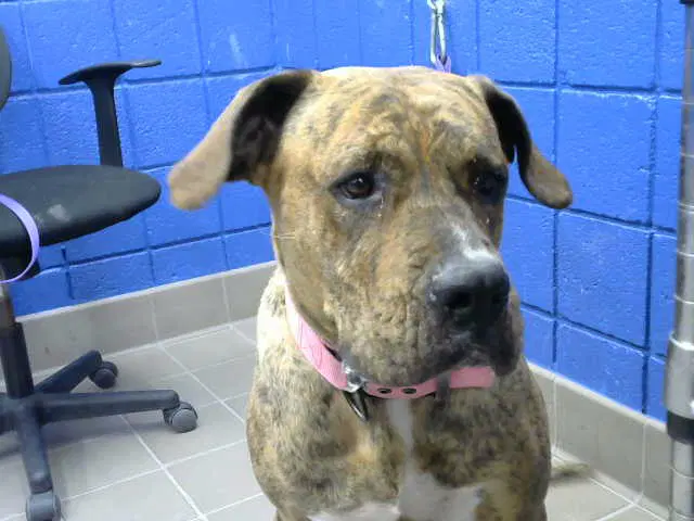Kiara - Mastiff