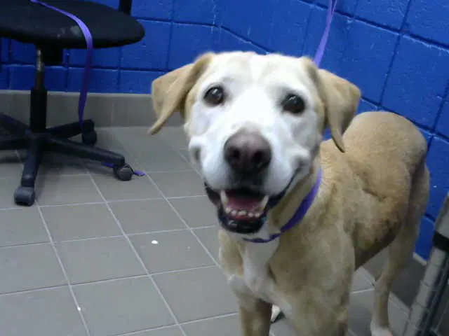 Cake - Labrador Retriever