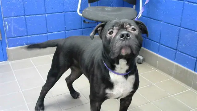 Boozer - American Pit Bull Terrier