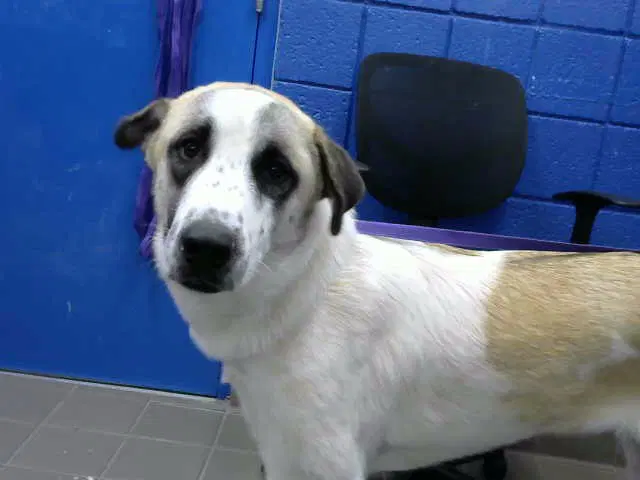 Toto - Anatolian Shepherd