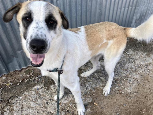 TOTO, a dog for adoption from Albuquerque Animal Services - Eastside