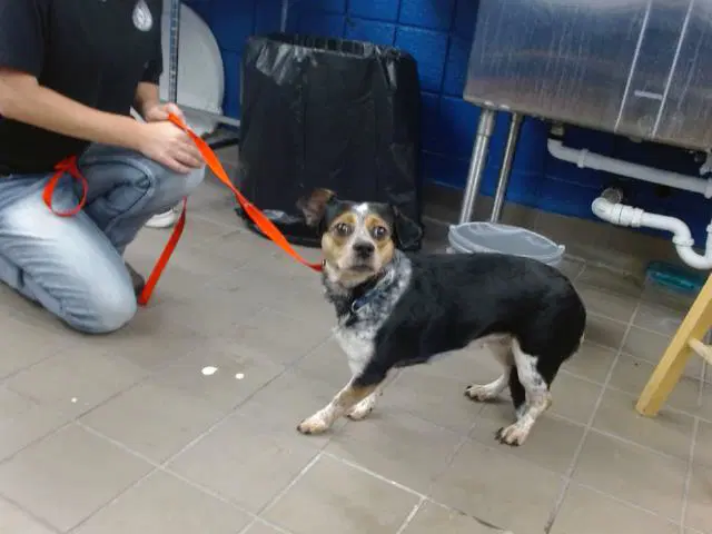 Daisy - Australian Cattle Dog/Blue Heeler