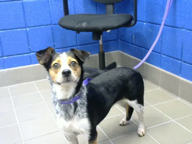 Daisy - Australian Cattle Dog/Blue Heeler
