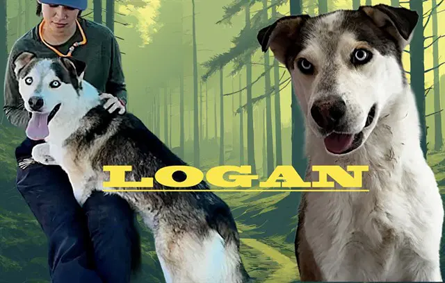Logan - Husky