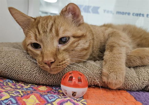 CHEETO, a cat for adoption from Albuquerque Animal Services - Eastside
