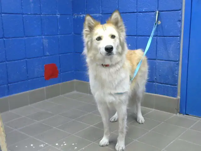 Mindy - Husky