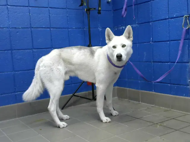 Natas - Husky