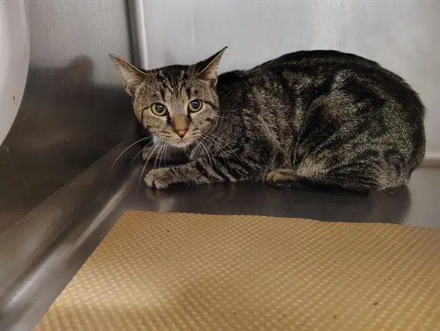 Manny - Domestic Short Hair