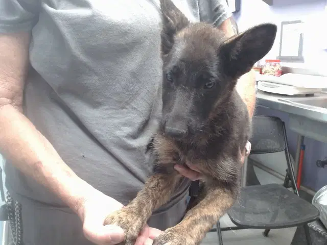 Nova - German Shepherd Dog