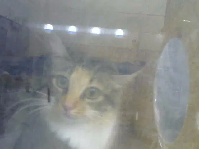 Ellie - Domestic Long Hair