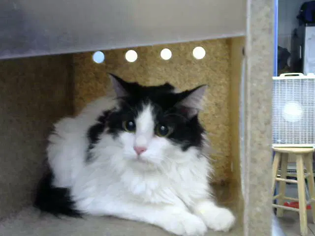 Dior - Domestic Long Hair
