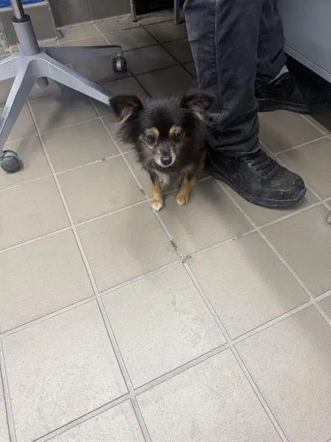 Ava - Pomeranian
