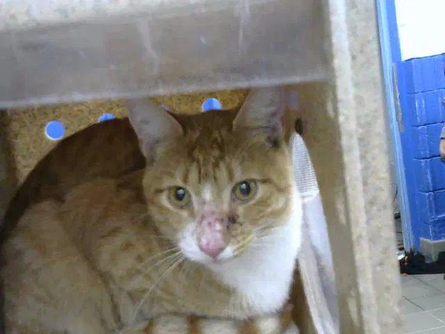 Silas - Domestic Short Hair