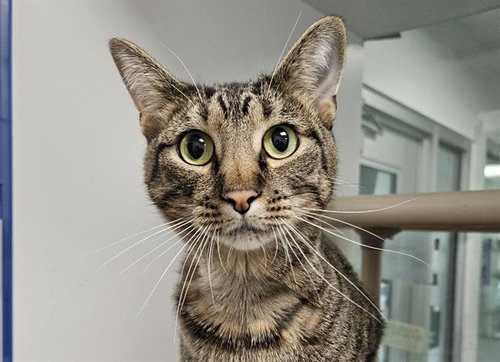 MOUSEPAD, a cat for adoption from Albuquerque Animal Services - Eastside