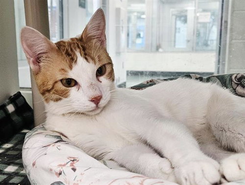 SAMWISE, a cat for adoption from Albuquerque Animal Services - Eastside