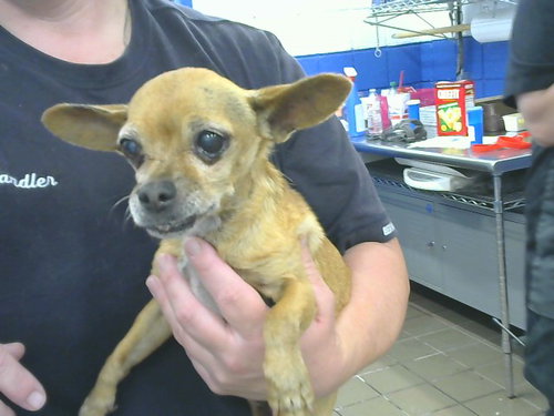 TICO, a dog for adoption from Albuquerque Animal Services - Eastside