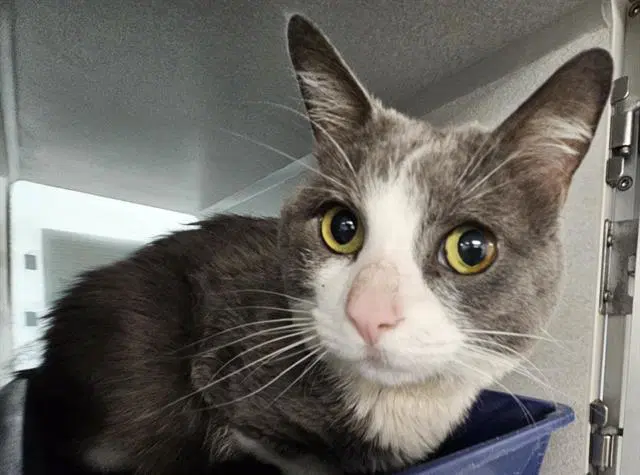 Nylan - Domestic Short Hair