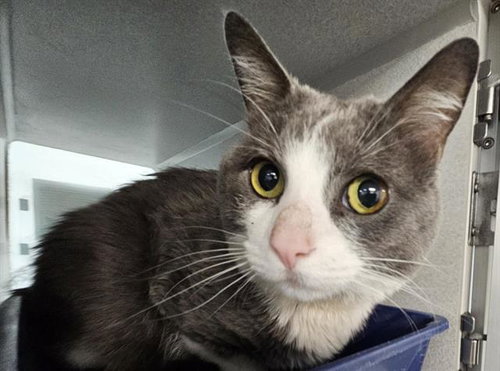 NYLAN, a cat for adoption from Albuquerque Animal Services - Eastside