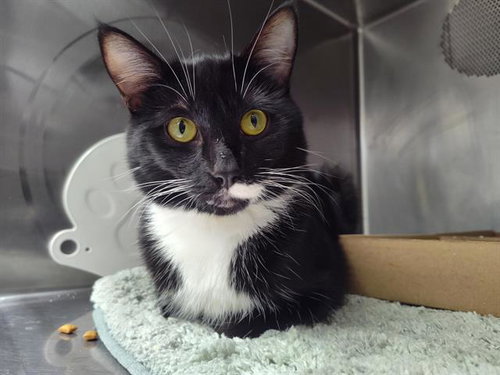 MAX, a cat for adoption from Albuquerque Animal Services - Eastside