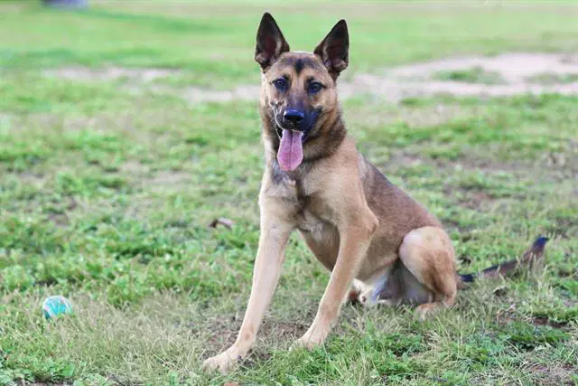 Ollie - German Shepherd Dog