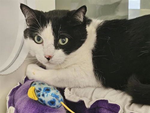 OREO, a cat for adoption from Albuquerque Animal Services - Eastside