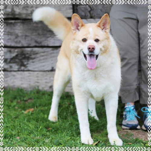 GEMMY, a dog for adoption from Albuquerque Animal Services - Eastside