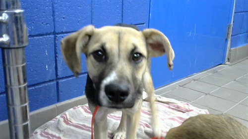 NUGGET, a dog for adoption from Albuquerque Animal Services - Eastside