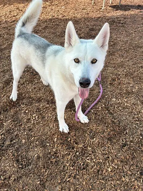 Natas - Husky