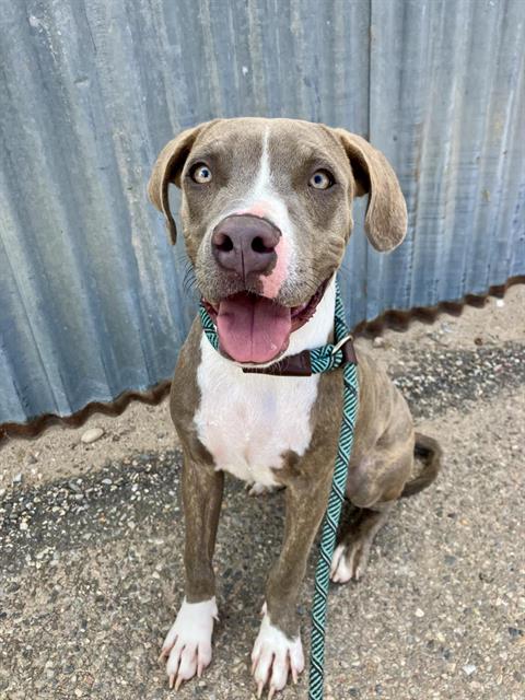 ASTRO, a dog for adoption from Albuquerque Animal Services - Eastside