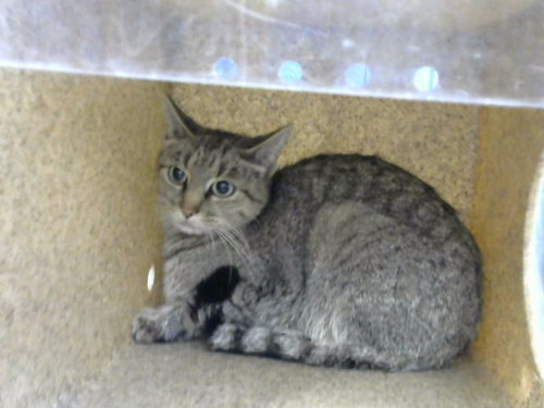 VIOLA, a cat for adoption from Albuquerque Animal Services - Eastside