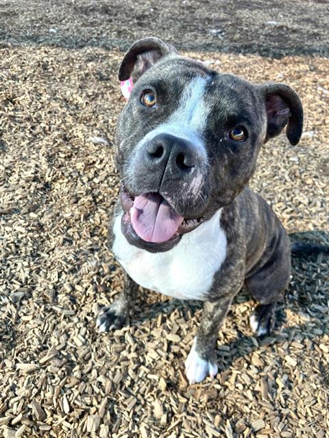 PITA, a dog for adoption from Albuquerque Animal Services - Eastside