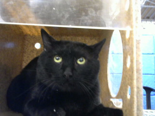 RUM, a cat for adoption from Albuquerque Animal Services - Eastside