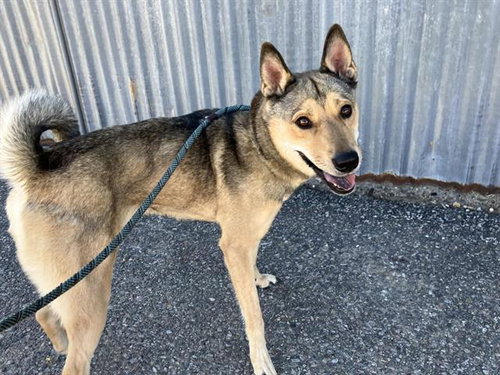 LUZ, a dog for adoption from Albuquerque Animal Services - Eastside