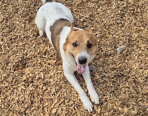 SEVERANCE, a dog for adoption from Albuquerque Animal Services - Eastside