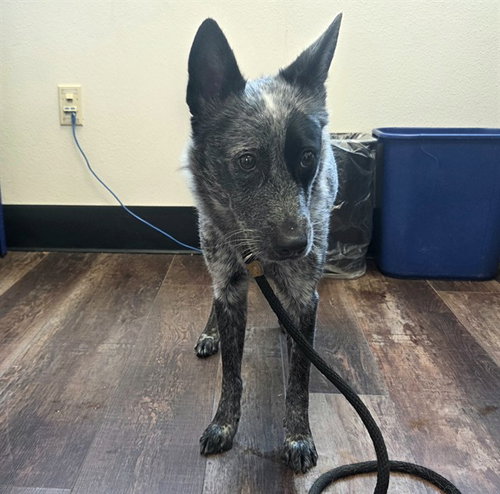 TINKA, a dog for adoption from Albuquerque Animal Services - Eastside