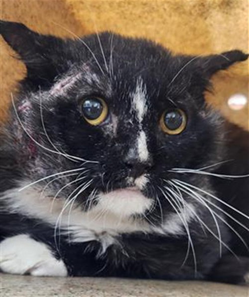 SILVESTER, a cat for adoption from Albuquerque Animal Services - Eastside