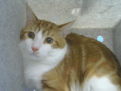 SAMULE, a cat for adoption from Albuquerque Animal Services - Eastside