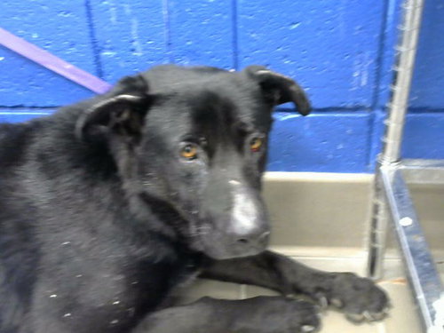 SAMSON, a dog for adoption from Albuquerque Animal Services - Eastside