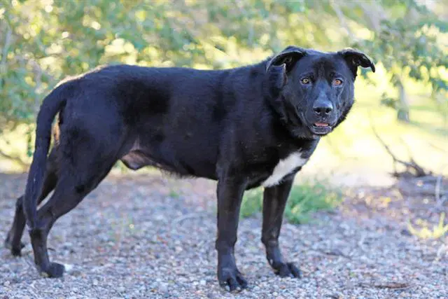 Samson - German Shepherd Dog